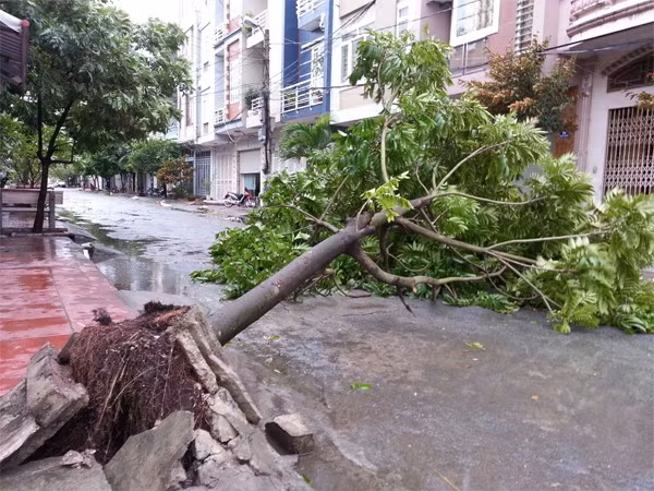 Cây xanh bật gốc trên đường Tôn Đức Thắng, quận Lê Chân, Hải Phòng. Ảnh: Hoàn Nguyễn (Zing)