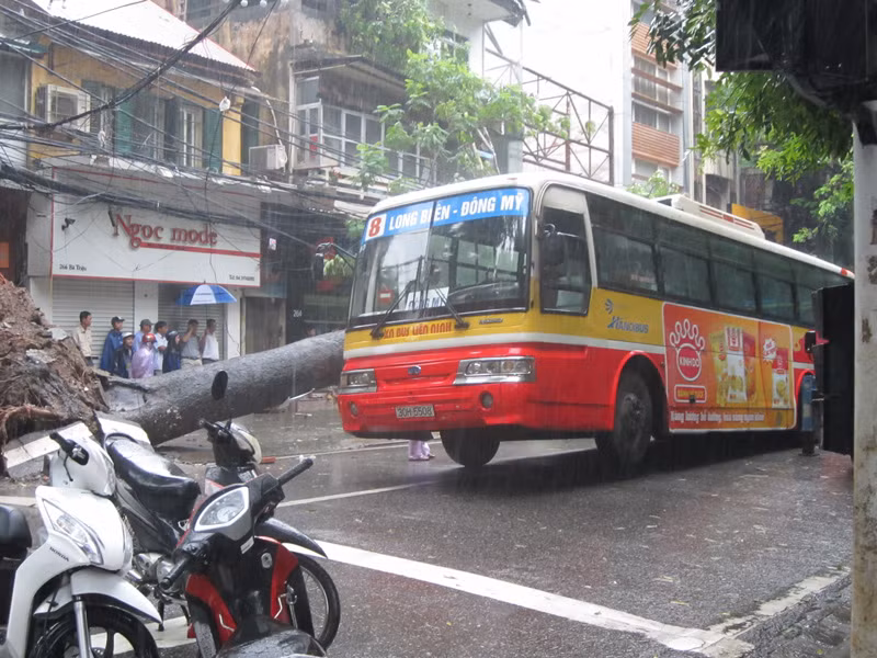 Cây đổ ngang qua phần đuôi xe