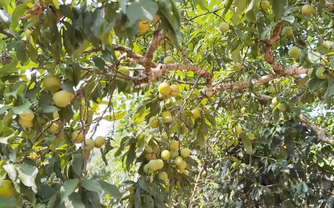 Mận tam hoa giúp người dân Chiềng Cọ vươn lên làm giàu.