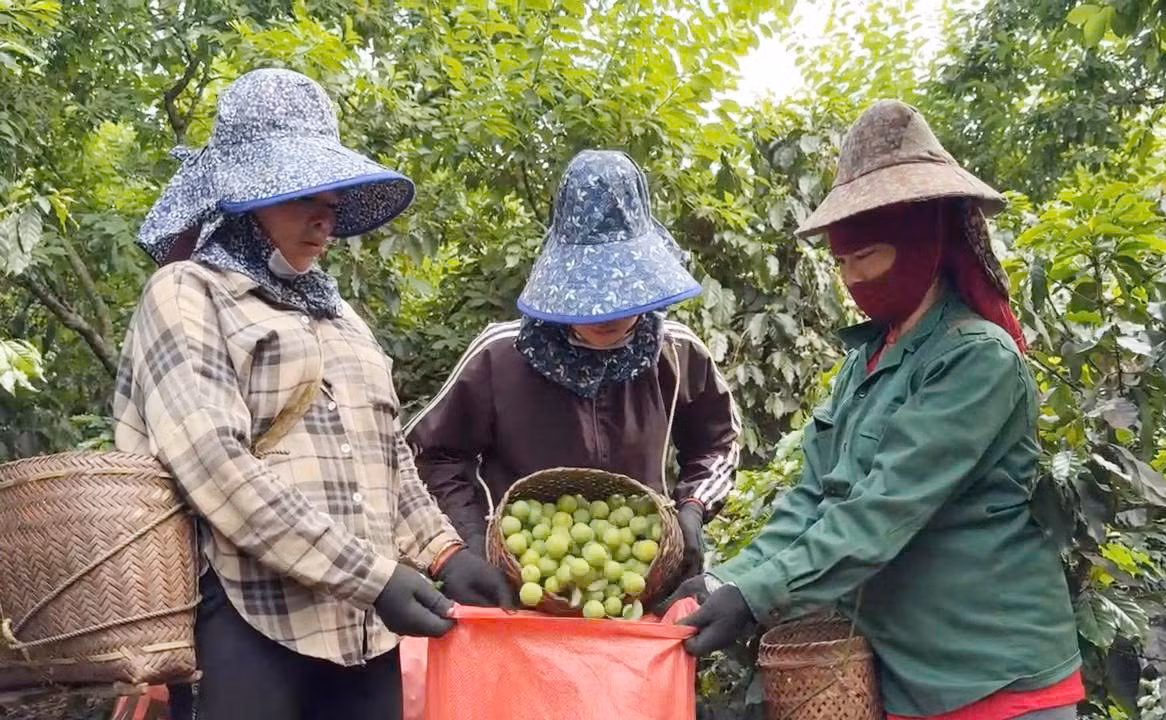 Mận tam hoa của Sơn La ngon nức tiếng.