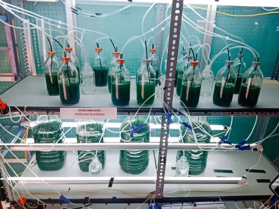 Mô hình nuôi cấy tảo xoắn Spirulina của nhóm AlgaeVi trong phòng thí nghiệm.