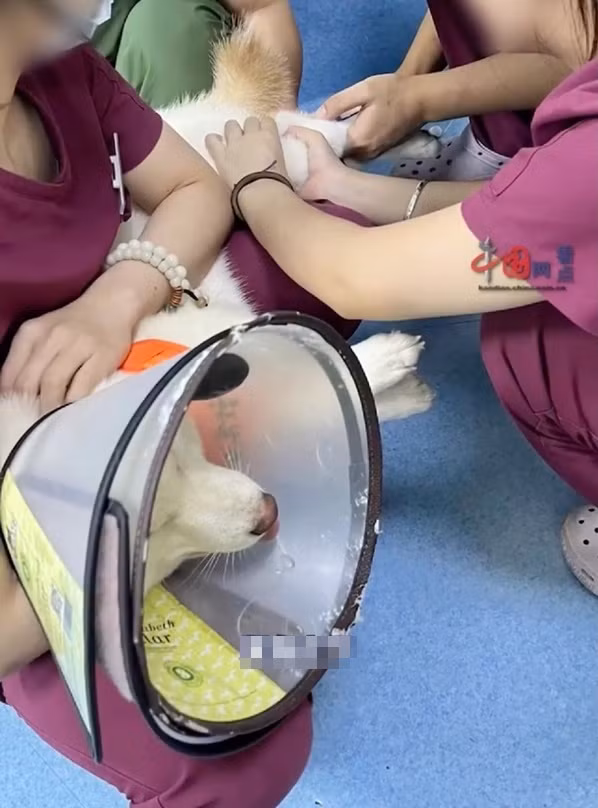 Chú chó được điều trị tại bệnh viện. Ảnh: Weibo.