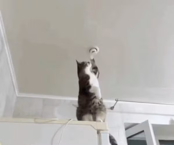 Chú mèo sửa bóng đèn rất chuyên nghiệp. Ảnh: Annezack. Chú mèo sửa bóng đèn rất chuyên nghiệp. Ảnh: Annezack.