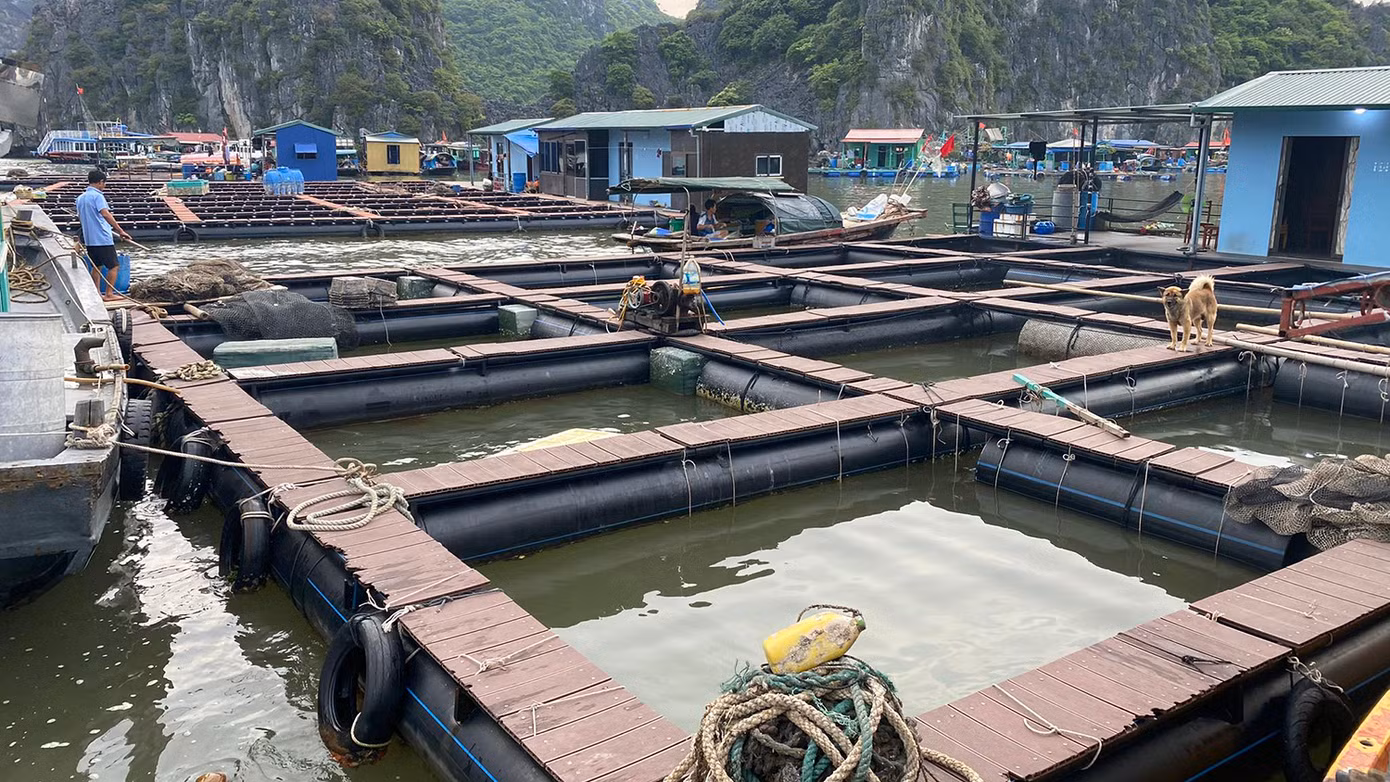 Về đề án nuôi trồng thủy sản lồng bè trên các vịnh, một công ty đã đóng mới 7/10 lồng bè bằng vật liệu nhựa HDPE cho các hộ dân. Trong đó, 9 gia đình đã đưa lồng bè mới vào sử dụng, còn một hộ chưa dám thả lưới nuôi cá trở lại. Về đề án nuôi trồng thủy sản lồng bè trên các vịnh, một công ty đã đóng mới 7/10 lồng bè bằng vật liệu nhựa HDPE cho các hộ dân. Trong đó, 9 gia đình đã đưa lồng bè mới vào sử dụng, còn một hộ chưa dám thả lưới nuôi cá trở lại.