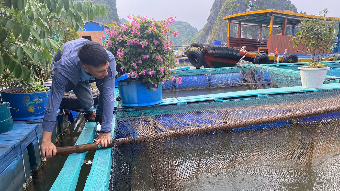 Ông Luyện cũng cho rằng, lồng bè bằng gỗ cũng thuận lợi cho người dân thả lưới, nuôi cá, thu hoạch và vệ sinh lưới khi cần thiết. Do đó, bà con mong muốn được thành phố chấp thuận phương án cải tạo sửa chữa, nâng cấp lồng bè bằng vật liệu gỗ, phao phuy nhựa để đảm bảo việc chăn nuôi có hiệu quả và đảm bảo thân thiện môi trường, cảnh quan. Ông Luyện cũng cho rằng, lồng bè bằng gỗ cũng thuận lợi cho người dân thả lưới, nuôi cá, thu hoạch và vệ sinh lưới khi cần thiết. Do đó, bà con mong muốn được thành phố chấp thuận phương án cải tạo sửa chữa, nâng cấp lồng bè bằng vật liệu gỗ, phao phuy nhựa để đảm bảo việc chăn nuôi có hiệu quả và đảm bảo thân thiện môi trường, cảnh quan.