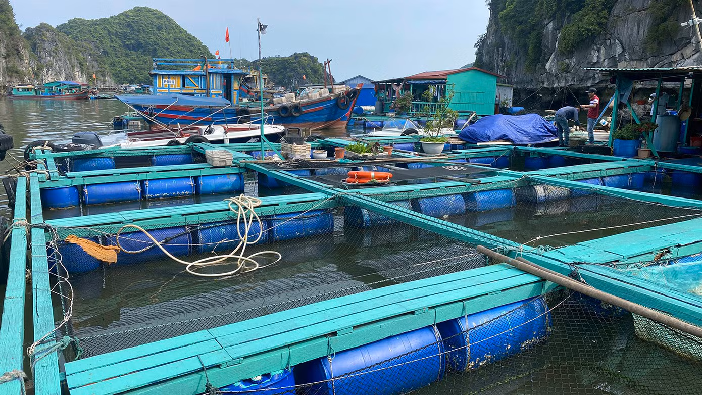 Ông Bùi Văn Luyện, một trong những người đầu tiên nuôi trồng thủy hải sản ở Cát Bà cho rằng, lồng bè bằng gỗ và phao nổi rất chắc bền, tiết kiệm chi phí, phao nổi bằng thùng phuy nhựa có khe thoáng giúp nước mặt lưu thông tránh tù đọng và giúp cá lớn nhanh. Ông Bùi Văn Luyện, một trong những người đầu tiên nuôi trồng thủy hải sản ở Cát Bà cho rằng, lồng bè bằng gỗ và phao nổi rất chắc bền, tiết kiệm chi phí, phao nổi bằng thùng phuy nhựa có khe thoáng giúp nước mặt lưu thông tránh tù đọng và giúp cá lớn nhanh.