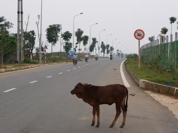 Một chút bò lạc
