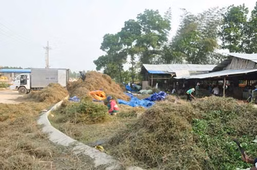  Một tổng đại lý thu gom cây cà gai