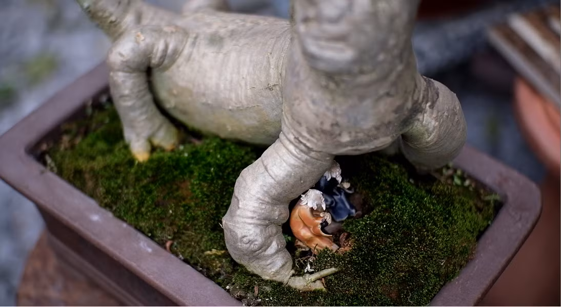 Gốc hoa sứ bonsai hàng chục năm tuổi được nghệ nhân tạo hình độc đáo. Gốc hoa sứ bonsai hàng chục năm tuổi được nghệ nhân tạo hình độc đáo.