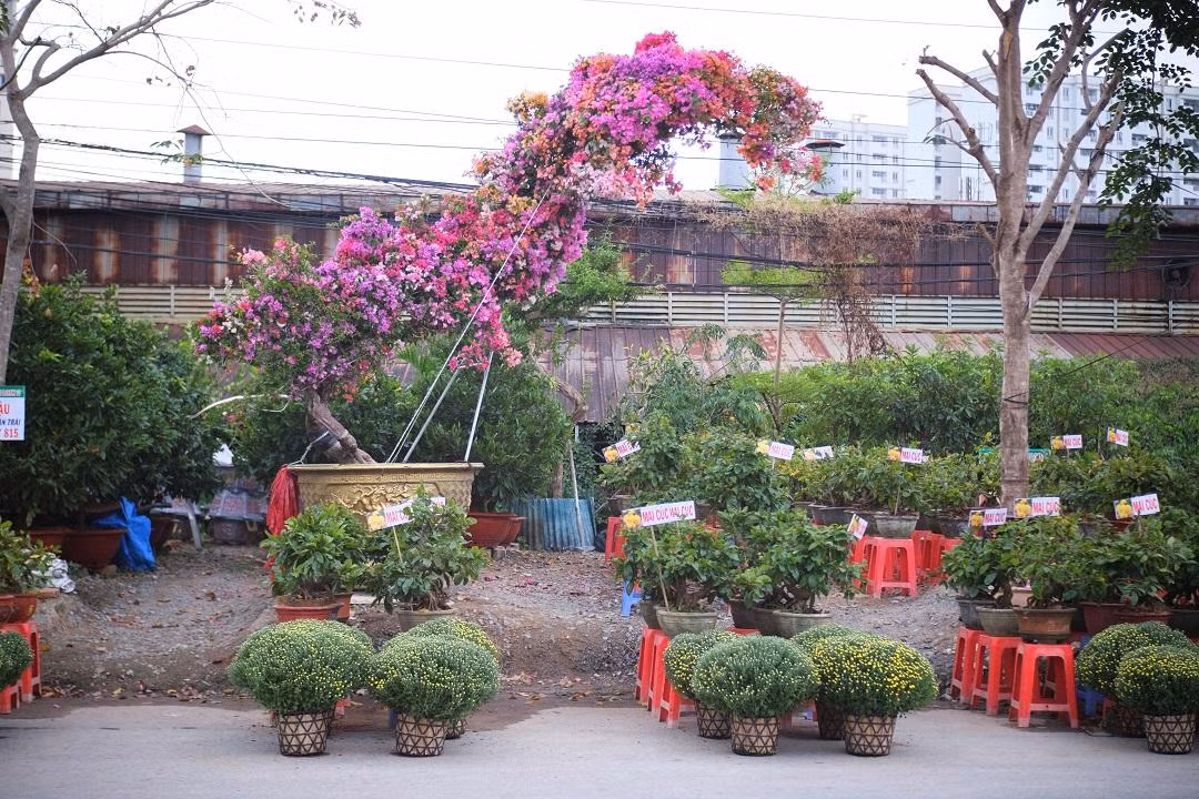 Chậu bonsai hoa giấy thế "Rồng bay" độc đáo ra mắt Tết Nhâm Dần 2022. Chậu bonsai hoa giấy thế "Rồng bay" độc đáo ra mắt Tết Nhâm Dần 2022.