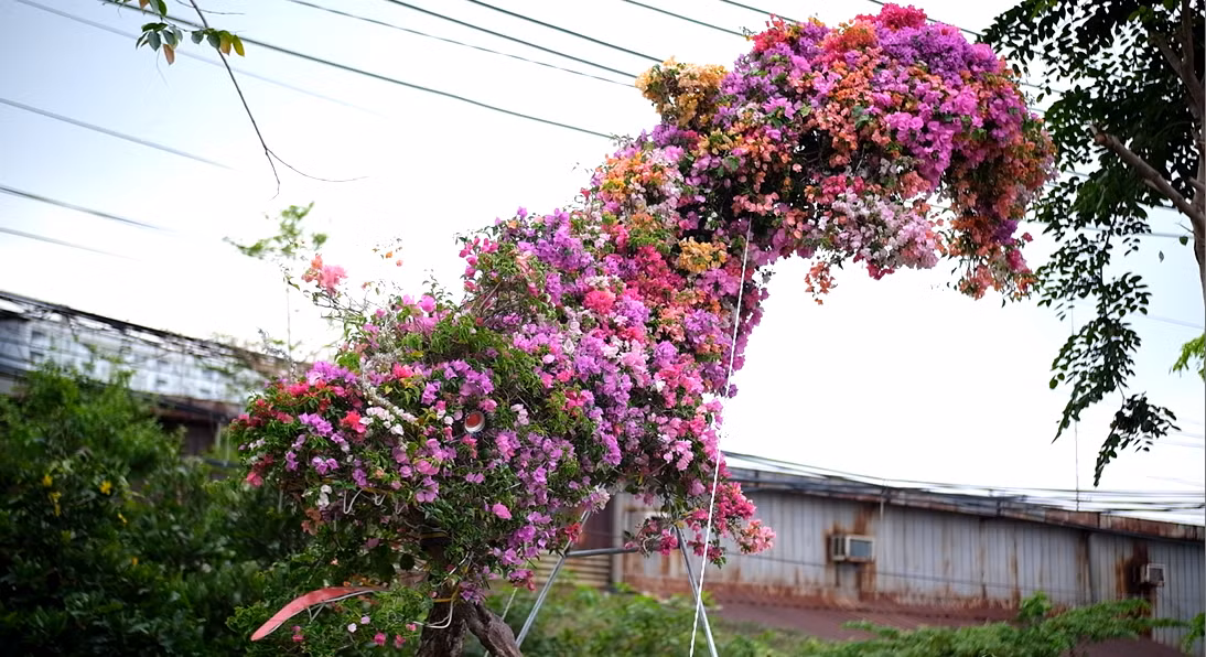 Chậu bonsai hoa giấy thế "Rồng bay" có tổng trọng lượng cả chậu khoảng 500kg. Chậu bonsai hoa giấy thế "Rồng bay" có tổng trọng lượng cả chậu khoảng 500kg.