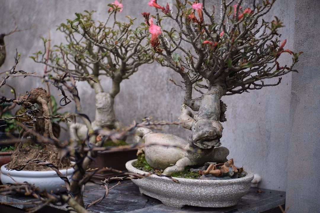Hai chậu hoa sứ bonsai tạo hình linh vật hơn 50 năm tuổi, được chủ nhân rao bán với giá từ 20-25 triệu đồng. Hai chậu hoa sứ bonsai tạo hình linh vật hơn 50 năm tuổi, được chủ nhân rao bán với giá từ 20-25 triệu đồng.