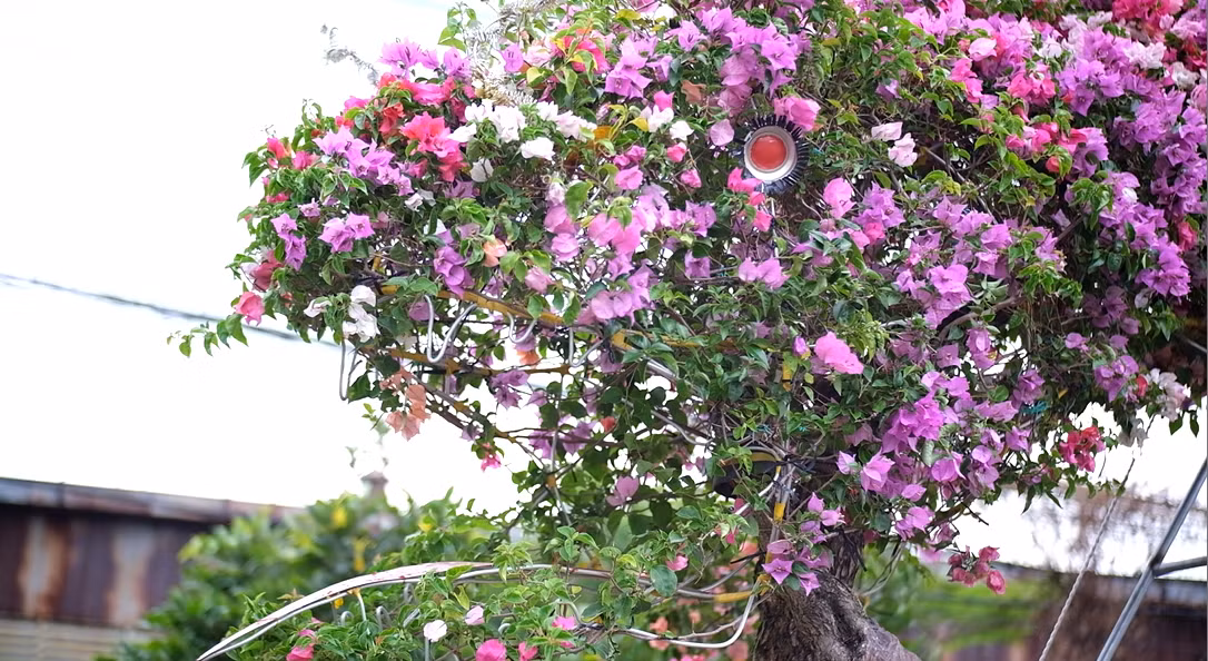 Nhà vườn đã gắn thêm chi tiết như mắt, lưỡi,...để bonsai hoa giấy thế "Rồng bay" thêm phần bắt mắt, thu hút khách hàng. Nhà vườn đã gắn thêm chi tiết như mắt, lưỡi,...để bonsai hoa giấy thế "Rồng bay" thêm phần bắt mắt, thu hút khách hàng.