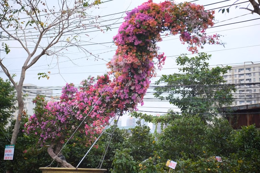 Cây bonsai hoa giấy ngũ sắc đã trên 30 năm tuổi, được tạo thế “Rồng bay” với gốc to, chiều dài từ đầu rồng đến đuôi rồng khoảng hơn 4m. Cây bonsai hoa giấy ngũ sắc đã trên 30 năm tuổi, được tạo thế “Rồng bay” với gốc to, chiều dài từ đầu rồng đến đuôi rồng khoảng hơn 4m.