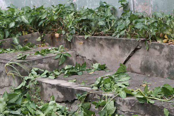 Bồn trồng hoa cũng tan hoang vì các vết nứt. Bồn trồng hoa cũng tan hoang vì nét lẻ