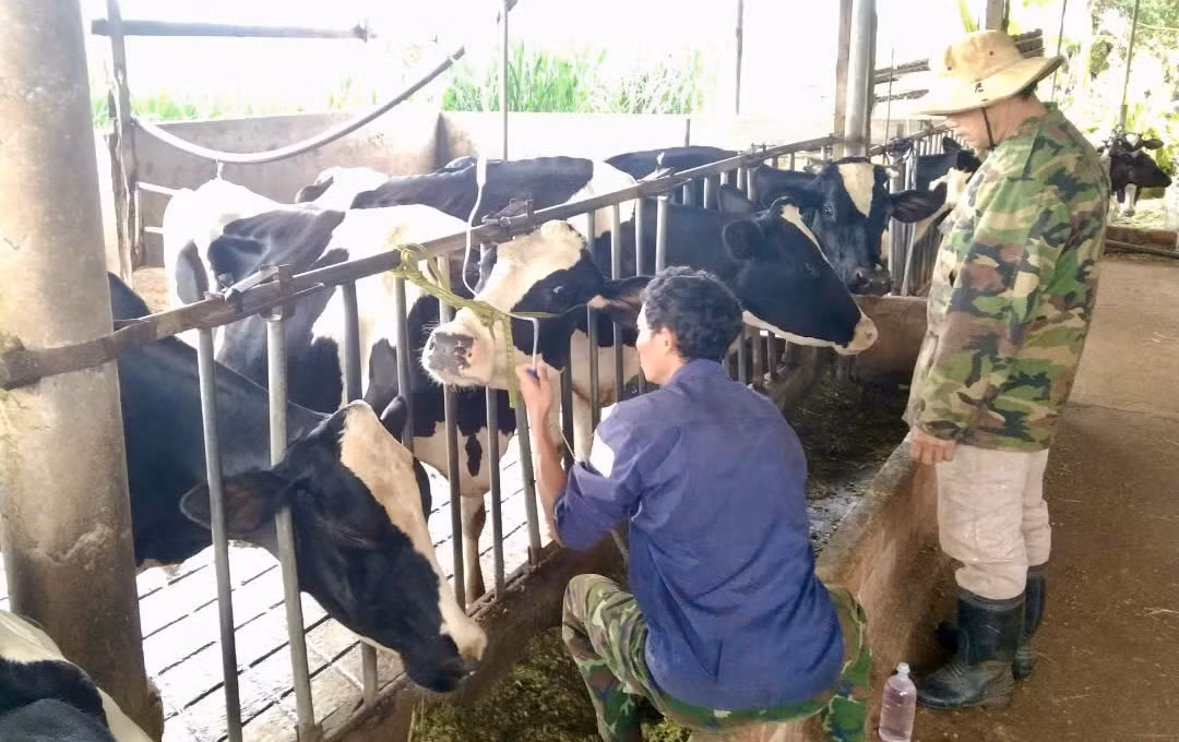 Người dân lo lắng đàn bò sẽ còn bị di chứng, ảnh hưởng đến các thế hệ sau Người dân lo lắng đàn bò sẽ còn bị di chứng, ảnh hưởng đến các thế hệ sau