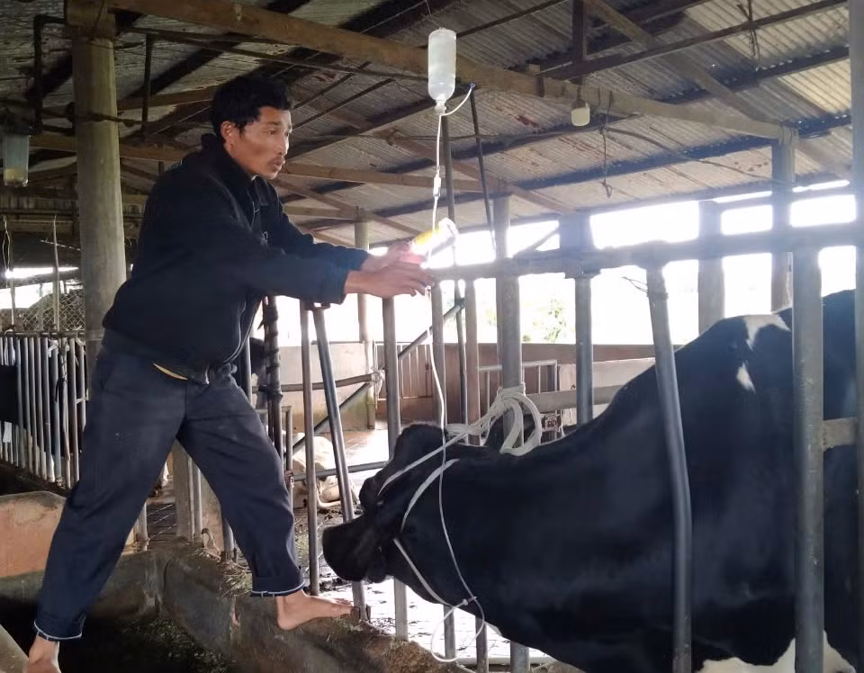 Đàn bò sữa vẫn đang được tích cực điều trị Đàn bò sữa vẫn đang được tích cực điều trị