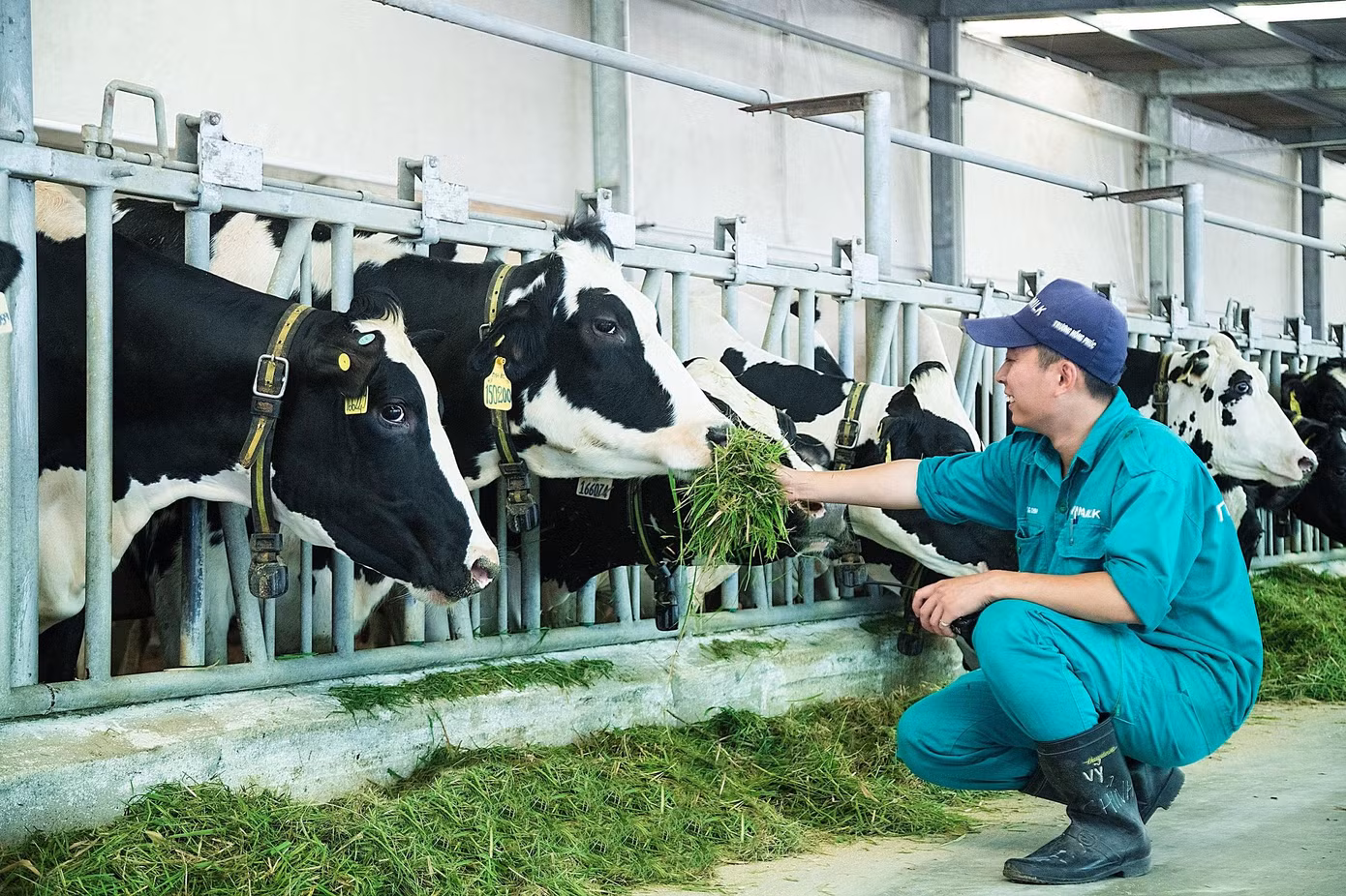 Với những tiềm năng phát triển trong tương lai, mảng sữa vẫn là lĩnh vực kinh doanh trọng tâm của Vinamilk. Ảnh: Vinamilk