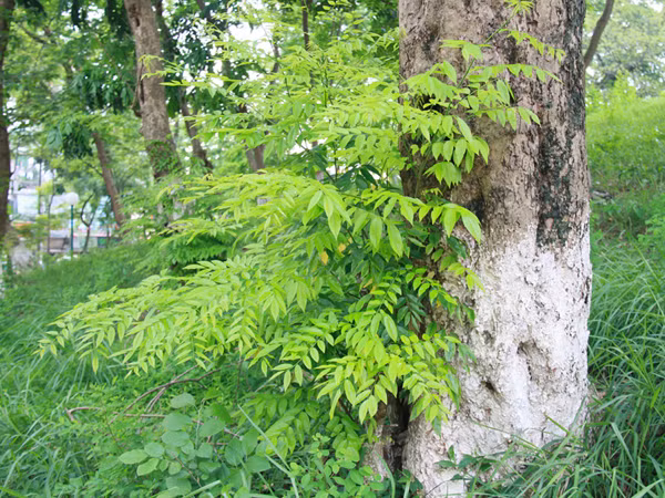Trong công viên Thống Nhất - (Hà Nội), sưa vẫn nơm nớp