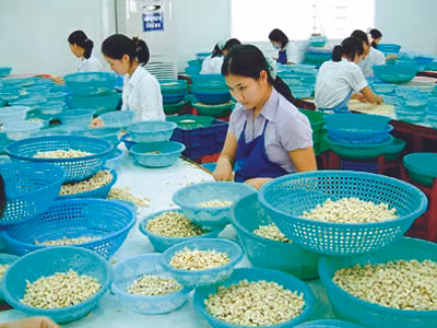 Chế biến hạt điều xuất khẩu tại Bình Phước