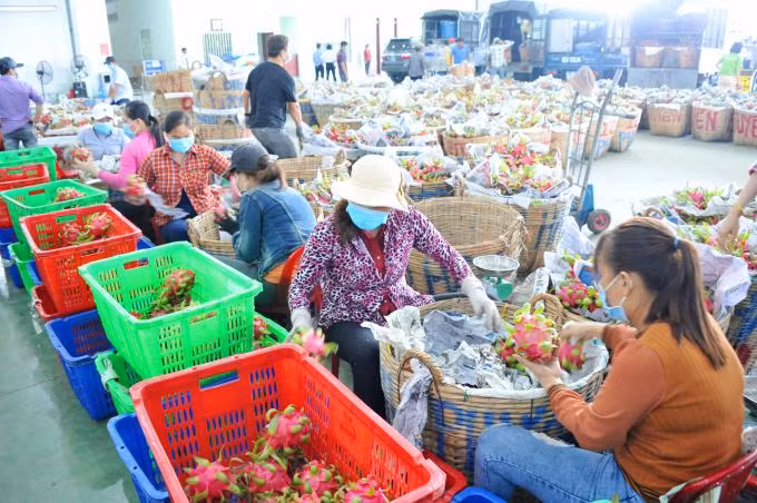 Việc tiêu thụ nông sản gặp khó đang khiến lượng hàng cung ứng tại một số nơi bắt đầu chậm lại và giá bán có xu hướng giảm