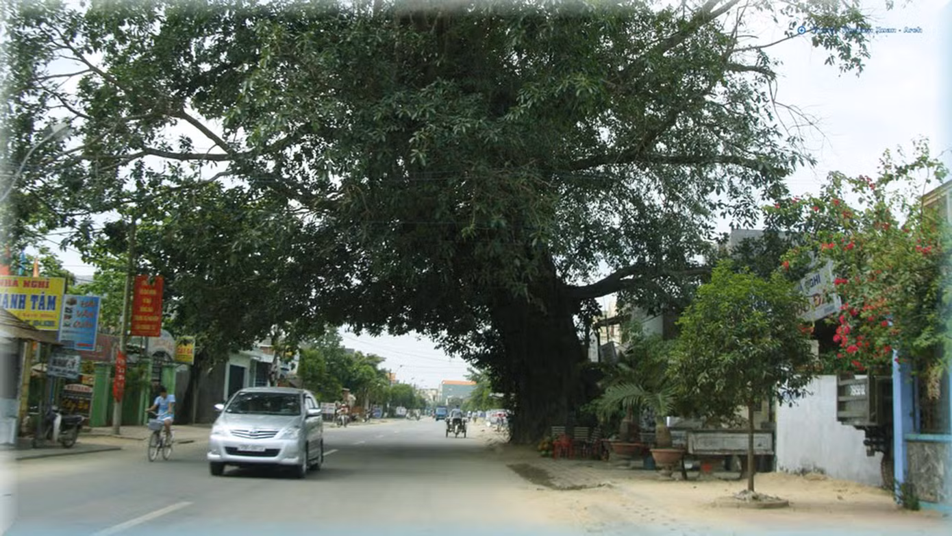 “Cụ” đa Bà Bút khi chưa bị bật gốc ngã đổ