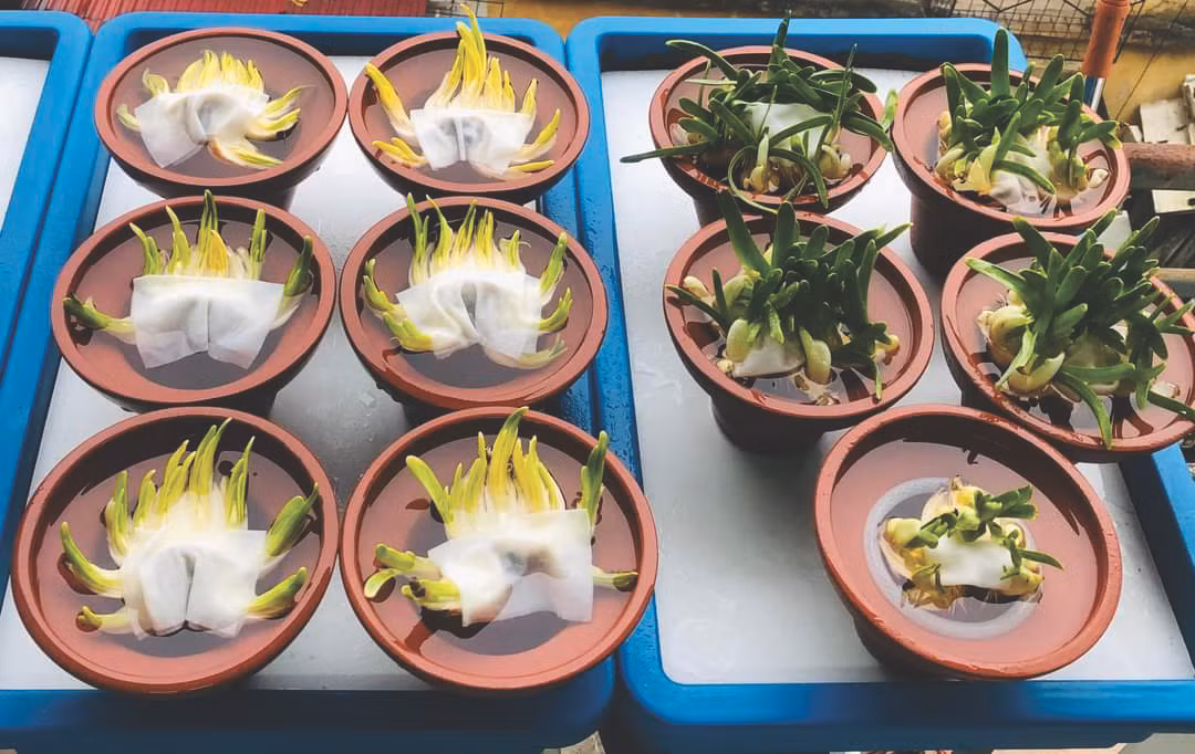 Khi hoa chưa nở Khi hoa chưa nở