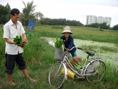 Thi thoảng gia đình Tư Râu lại hái rau kèo nèo đi bán kiếm tiền lo chợ búa