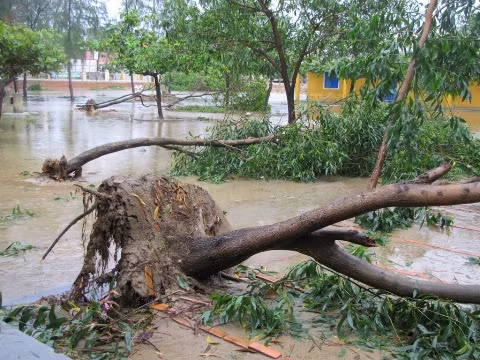 Cây xanh đổ la liệt trong khuôn viên trường học bị ngập lụt