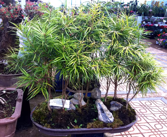 Sứ giả thời tiền sử trong chậu kiểng