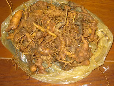 Tang vật sâm Ngọc Linh được thu giữ tại Công an huyện Nam Trà My