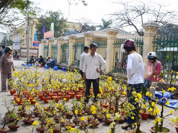 Mai đã nở bung trong cái nắng của Hà Nội nhưng vẫn ít người mua