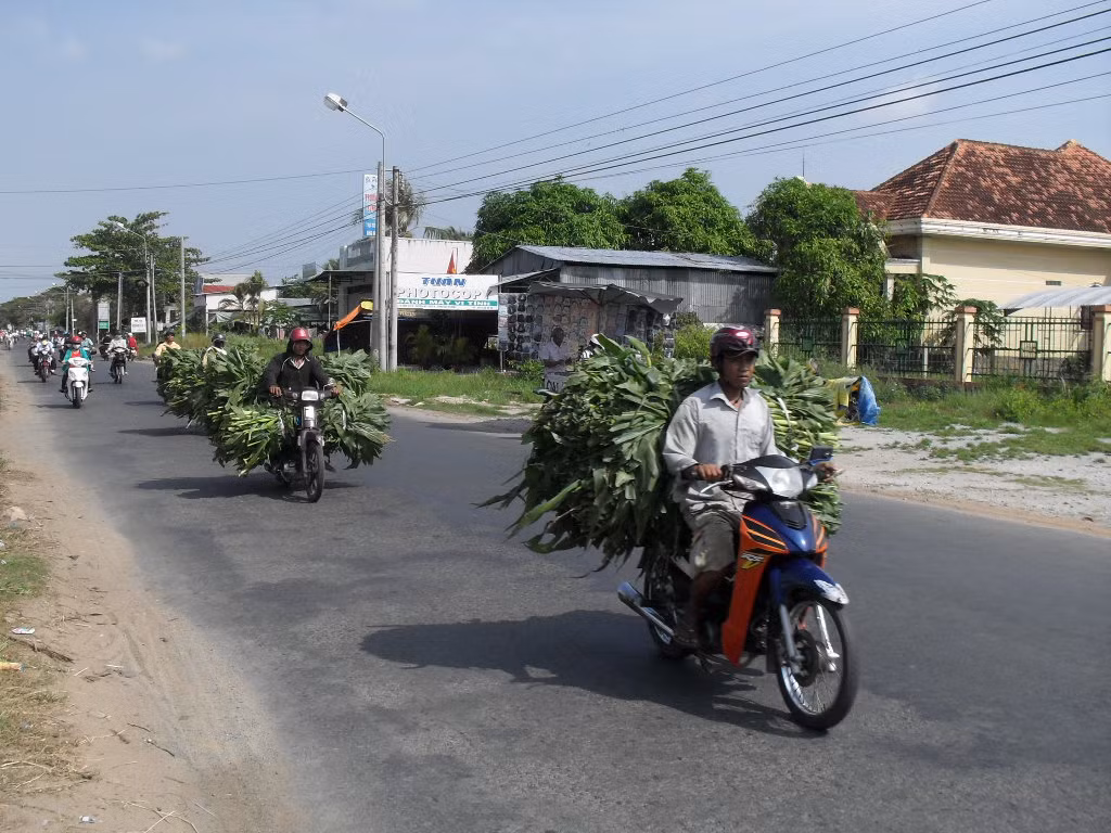 Chở cỏ cho trâu, bò ăn.