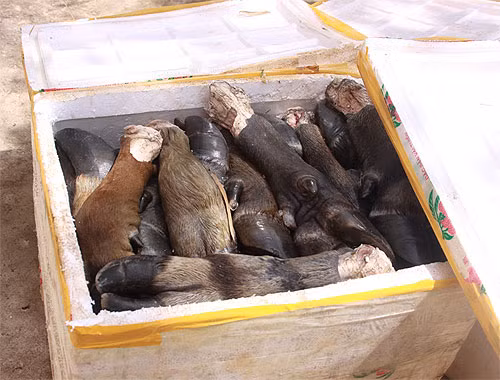 Sẽ ra sao nếu như số thịt thối này lọt vào các quán ăn, nhà hàng và người tiêu dùng sẽ ăn mà không hay biết gì?. Ảnh: Nguyễn Phúc (Thanh Niên) Sẽ ra sao nếu như số thịt thối này lọt vào các quán ăn, nhà hàng và người tiêu dùng sẽ ăn mà không hay biết gì?