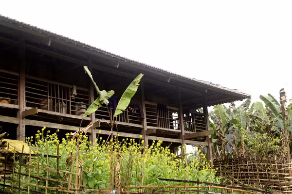 Phía trước có khoảnh vườn trồng cải, hay cây đào, cây mận