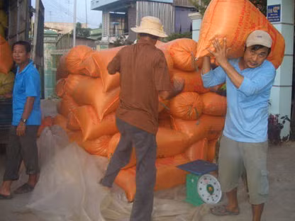 Giá lúa gạo tại kho khu vực ĐBSCL tuần qua cũng hầu như không có thay đổi đáng kể so với tuần trước đó