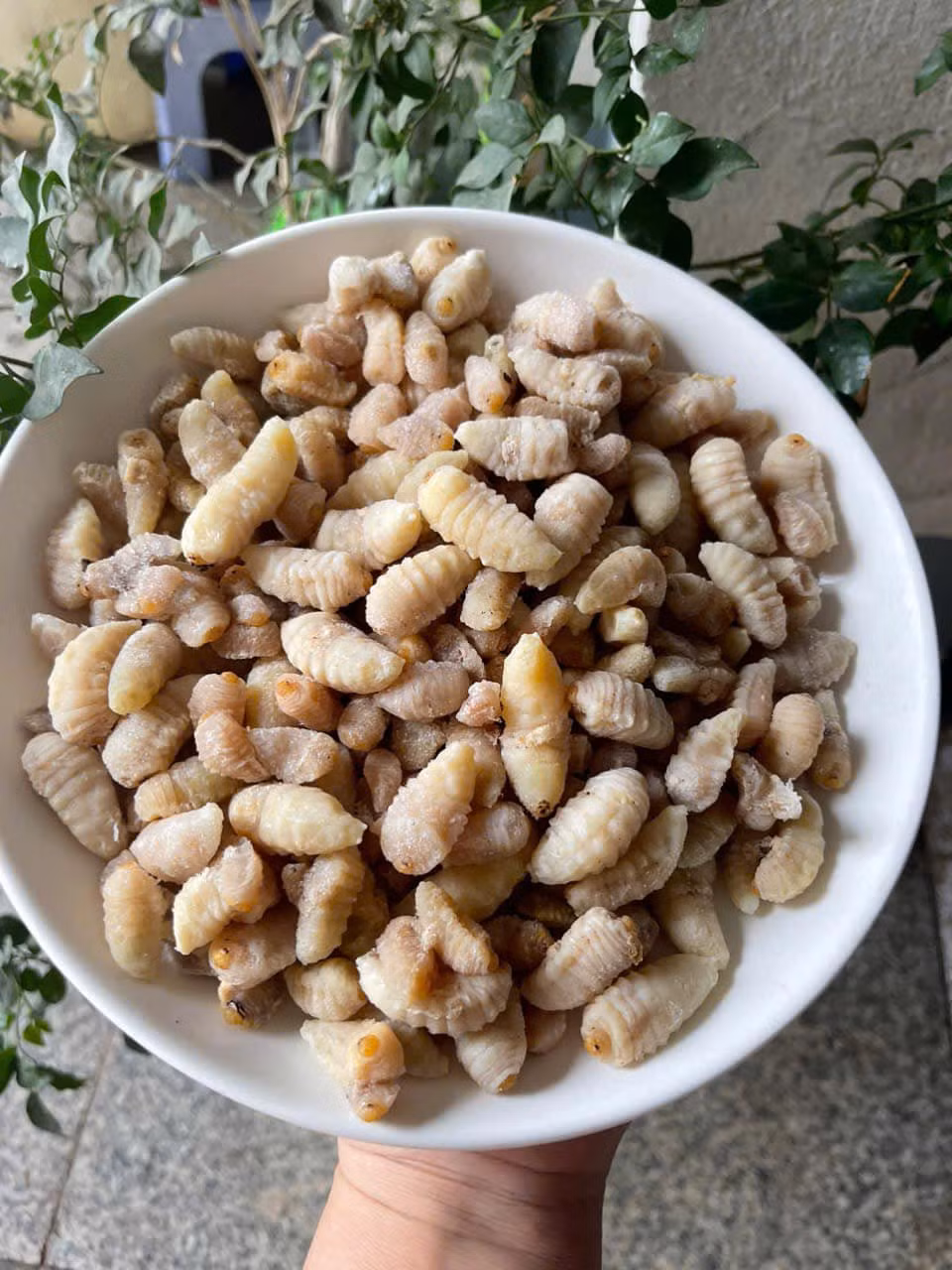 Việc sơ chế nhộng ong đất đòi hỏi tỉ mỉ để đảm bảo giữ được hình dáng và hương vị tự nhiên. Ảnh: Bích Thùy