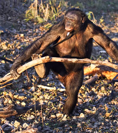Con khỉ bonobo 31 tuổi bẻ những đoạn củi dài thành những đoạn ngắn hơn. Tiến sĩ Sue Savage-Rumbaugh, một trong những người làm việc tại trung tâm, đã theo dõi Kanzi. 