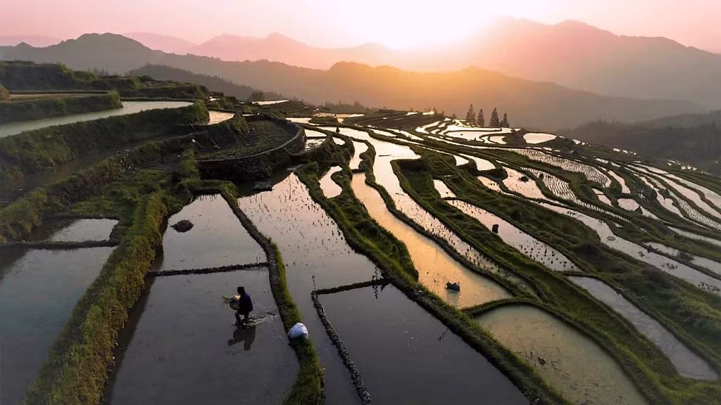 Thạch tín trong gạo có thể tăng khi nhiệt độ tiếp tục tăng Thạch tín trong gạo có thể tăng khi nhiệt độ tiếp tục tăng