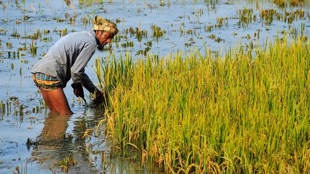 Ở những cánh đồng lúa ngập nước, vi khuẩn kỵkhí trong đất chuyển thành asen do thiếu oxy Ở những cánh đồng lúa ngập nước, vi khuẩn kỵkhí trong đất chuyển thành asen do thiếu oxy