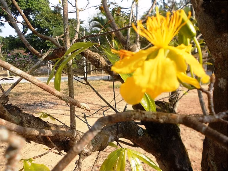 Mai vàng nở rực ở Huế 