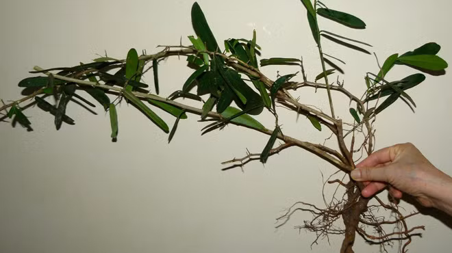 Cây xáo tam phân
