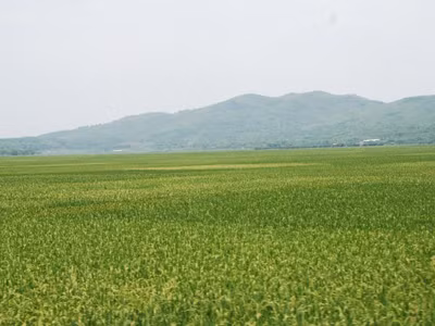 Sắp chín rộ lúa chiêm xuân ở Thanh Hóa
