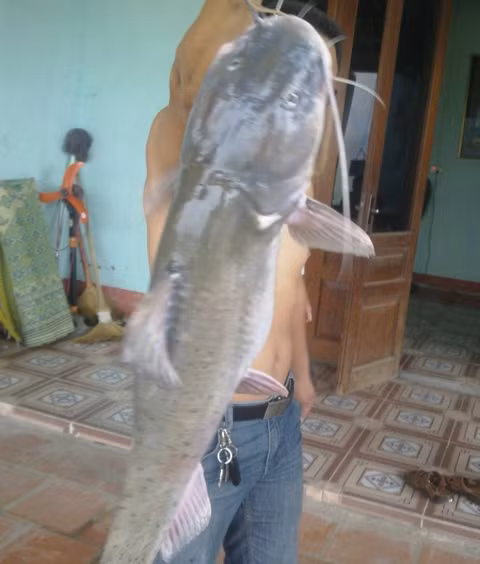 cá Lăng chấm có chiều dài 1,4m và cân nặng khoảng 54kg 