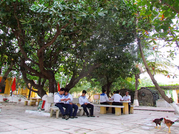 Cây mù u xòe tán rộng tại Công viên Thanh niên trên đảo Sơn Ca