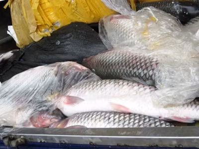 Gần 700kg cá trắm không rõ nguồn gốc xuất xứ này suýt tuồn ra thị trường tiêu thụ