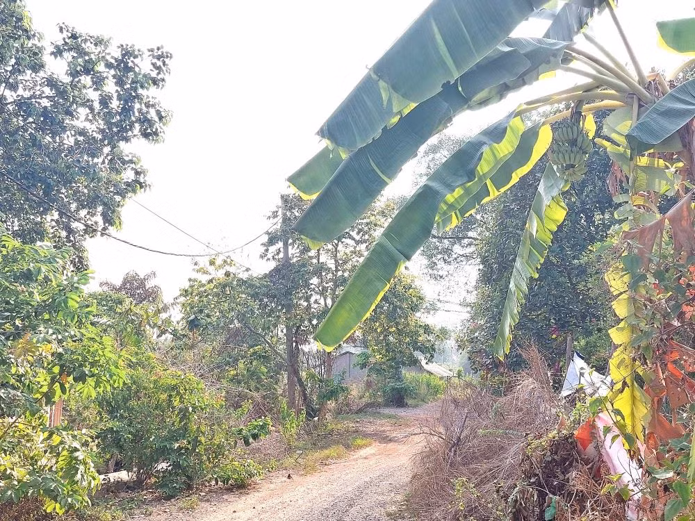 Trải qua hai đời dự án suốt gần 16 năm, khu "đất vàng" chưa có sự thay đổi nào ngoài cảnh hoang vắng bởi rừng cây xanh, cỏ dại và những căn nhà dân xuống cấp. Trải qua hai đời dự án suốt gần 16 năm, khu "đất vàng" chưa có sự thay đổi nào ngoài cảnh hoang vắng bởi rừng cây xanh, cỏ dại và những căn nhà dân xuống cấp.