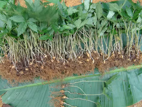 Cây giống sâm Ngọc Linh