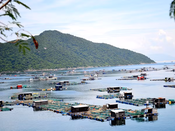 Khoảng 300 lồng bè nuôi trồng hải sản trái phép tại Vũng Rô. Ảnh: Việt Hương . Khoảng 300 lồng bè nuôi trồng hải sản trái phép tại Vũng Rô. Ảnh: Việt Hương