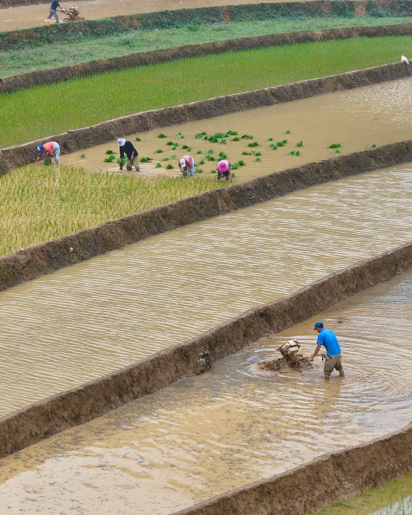 Từ sáng sớm, cả bản làng rộn ràng tiếng người, tiếng trâu kéo bừa, tiếng cười nói vang vọng giữa núi đồi.